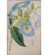 Anonyme "Fleurs" - Gravure originale.