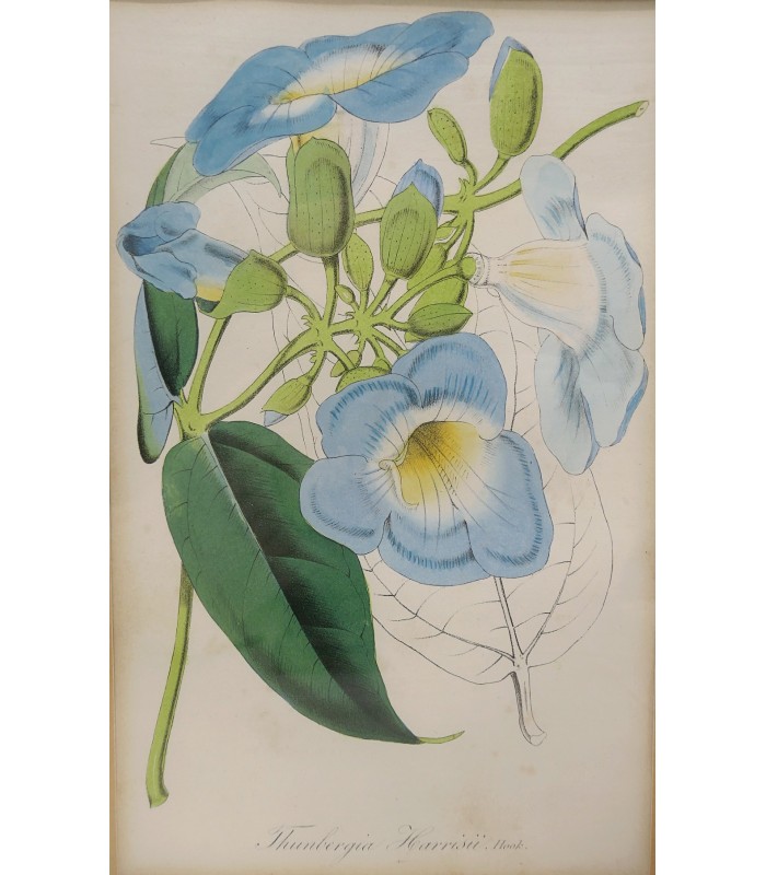 Anonyme "Fleurs" - Gravure originale.