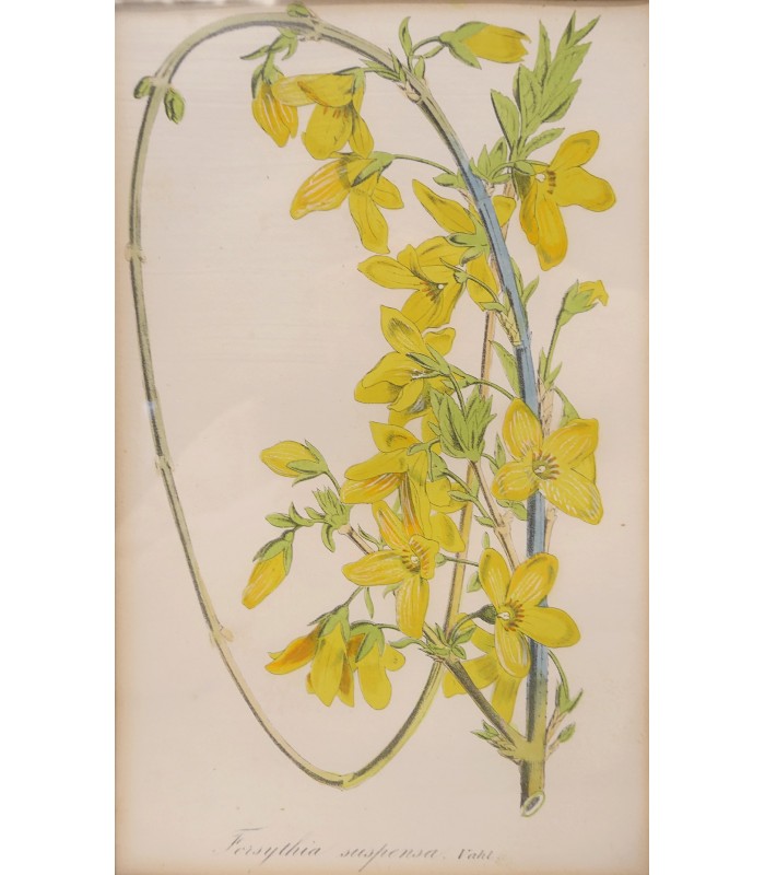 Anonyme "Fleurs" - Gravure originale.