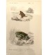 DESSALINES d'ORBIGNY Charles - Dictionnaire Universel d'Histoire Naturelle "Reptiles" 9 Gravures originales