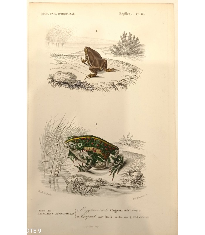 DESSALINES d'ORBIGNY Charles - Dictionnaire Universel d'Histoire Naturelle "Reptiles" 9 Gravures originales