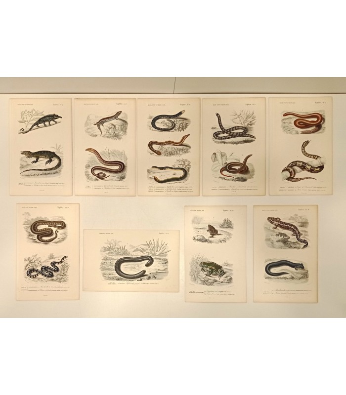 DESSALINES d'ORBIGNY Charles - Dictionnaire Universel d'Histoire Naturelle "Reptiles" 9 Gravures originales