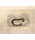 DESSALINES d'ORBIGNY Charles - Dictionnaire Universel d'Histoire Naturelle "Reptiles" 9 Gravures originales