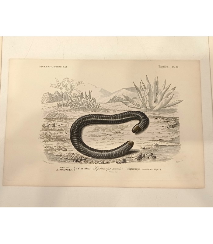 DESSALINES d'ORBIGNY Charles - Dictionnaire Universel d'Histoire Naturelle "Reptiles" 9 Gravures originales