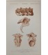 DESSALINES d'ORBIGNY Charles - Dictionnaire Universel d'Histoire Naturelle "Paléontologie" 8 Gravures originales