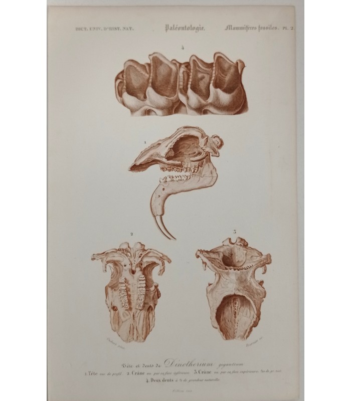 DESSALINES d'ORBIGNY Charles - Dictionnaire Universel d'Histoire Naturelle "Paléontologie" 8 Gravures originales