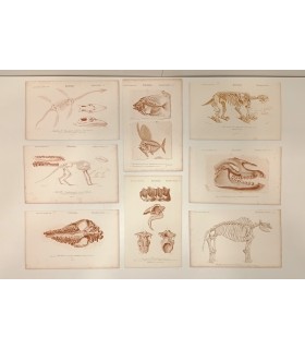 DESSALINES d'ORBIGNY Charles - Dictionnaire Universel d'Histoire Naturelle "Paléontologie" 8 Gravures originales