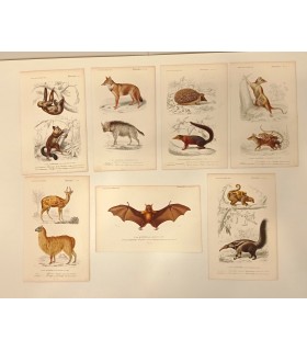 DESSALINES d'ORBIGNY Charles - Dictionnaire Universel d'Histoire Naturelle "Mammifères" 7 Gravures originales