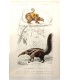DESSALINES d'ORBIGNY Charles - Dictionnaire Universel d'Histoire Naturelle "Mammifères" 7 Gravures originales