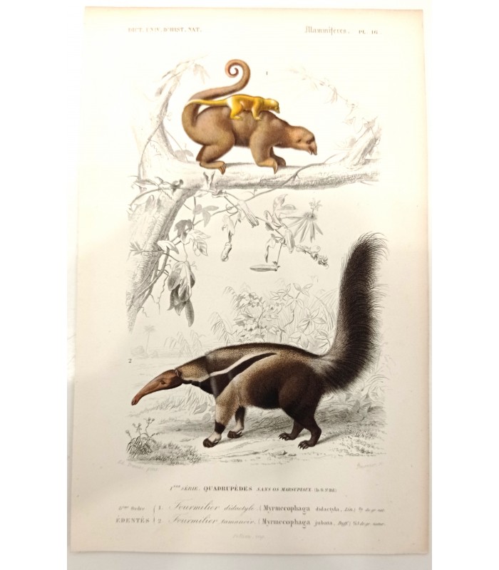DESSALINES d'ORBIGNY Charles - Dictionnaire Universel d'Histoire Naturelle "Mammifères" 7 Gravures originales