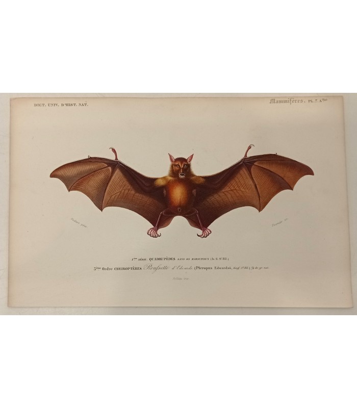 DESSALINES d'ORBIGNY Charles - Dictionnaire Universel d'Histoire Naturelle "Mammifères" 7 Gravures originales