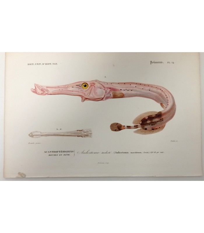 DESSALINES d'ORBIGNY Charles - Dictionnaire Universel d'Histoire Naturelle "Poissons" 4 Gravures originales