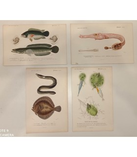 DESSALINES d'ORBIGNY Charles - Dictionnaire Universel d'Histoire Naturelle "Poissons" 4 Gravures originales