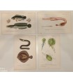 DESSALINES d'ORBIGNY Charles - Dictionnaire Universel d'Histoire Naturelle "Poissons" 4 Gravures originales