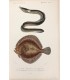 DESSALINES d'ORBIGNY Charles - Dictionnaire Universel d'Histoire Naturelle "Poissons" 4 Gravures originales