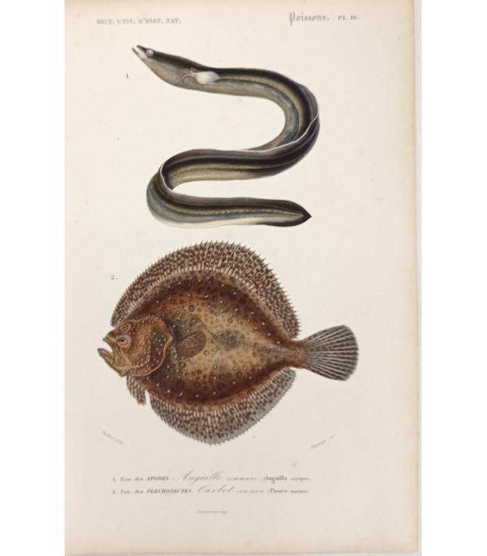 DESSALINES d'ORBIGNY Charles - Dictionnaire Universel d'Histoire Naturelle "Poissons" 4 Gravures originales