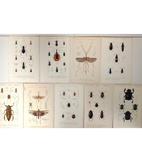 DESSALINES d'ORBIGNY Charles - Dictionnaire Universel d'Histoire Naturelle "Insectes" 9 Gravures originales