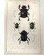 DESSALINES d'ORBIGNY Charles - Dictionnaire Universel d'Histoire Naturelle "Insectes" 9 Gravures originales