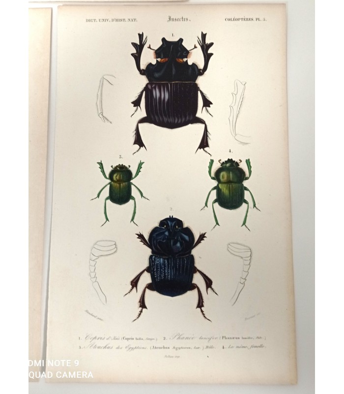 DESSALINES d'ORBIGNY Charles - Dictionnaire Universel d'Histoire Naturelle "Insectes" 9 Gravures originales