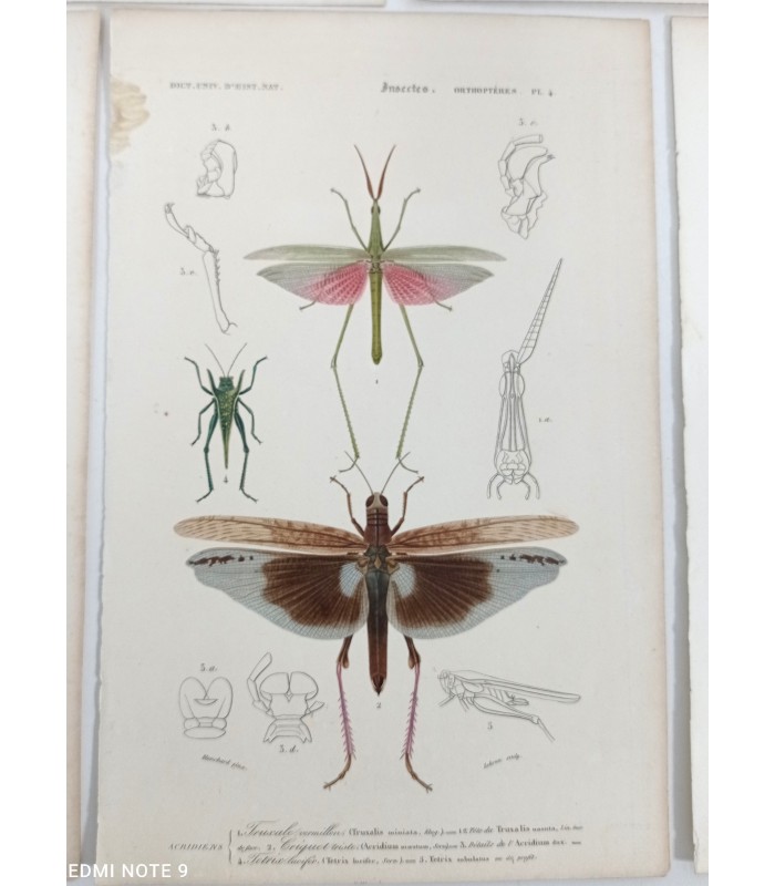 DESSALINES d'ORBIGNY Charles - Dictionnaire Universel d'Histoire Naturelle "Insectes" 9 Gravures originales