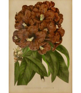 "Rhododendron Arboreum" - Gravure originale.