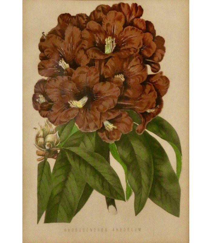 "Rhododendron Arboreum" - Gravure originale.