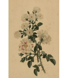 BESSA Pancrace "Roses" - Lithographie originale.