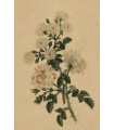 BESSA Pancrace "Roses" - Lithographie originale.