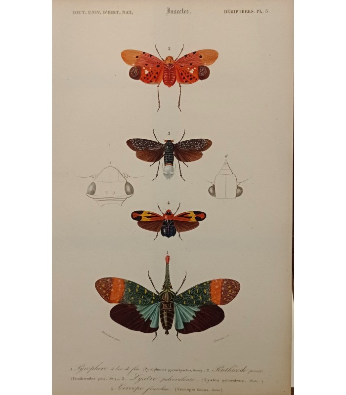 DESSALINES d'ORBIGNY Charles - Dictionnaire Universel d'Histoire Naturelle "Papillons" Lot de 10 Gravures originales