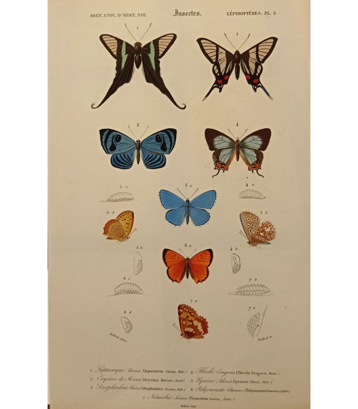 DESSALINES d'ORBIGNY Charles - Dictionnaire Universel d'Histoire Naturelle "Papillons" Lot de 10 Gravures originales