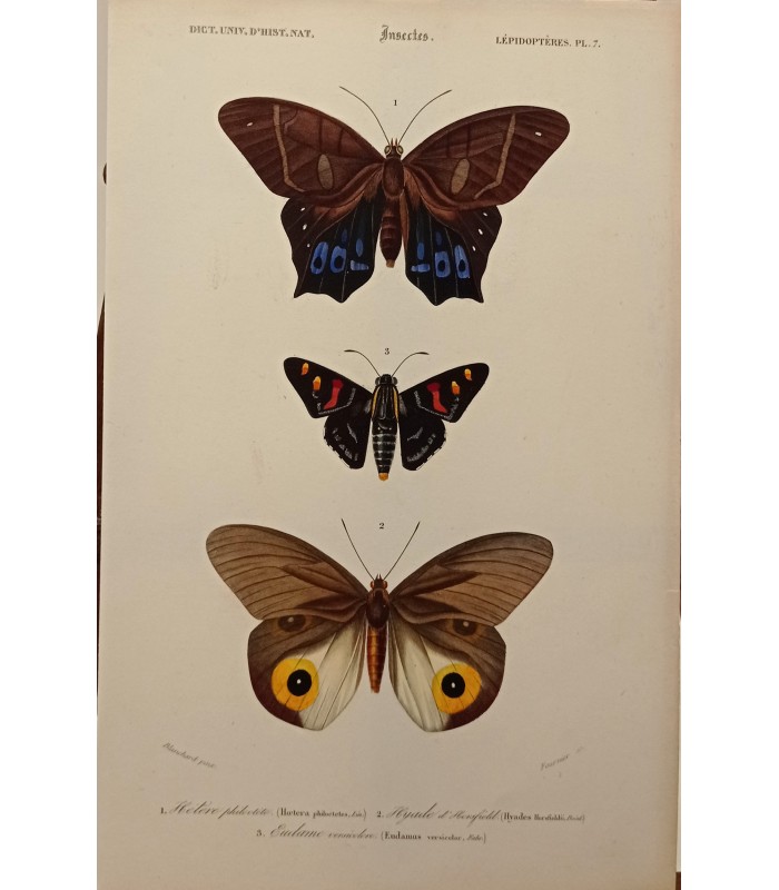 DESSALINES d'ORBIGNY Charles - Dictionnaire Universel d'Histoire Naturelle "Papillons" Lot de 10 Gravures originales