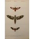 DESSALINES d'ORBIGNY Charles - Dictionnaire Universel d'Histoire Naturelle "Papillons" Lot de 10 Gravures originales
