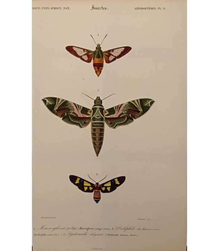 DESSALINES d'ORBIGNY Charles - Dictionnaire Universel d'Histoire Naturelle "Papillons" Lot de 10 Gravures originales