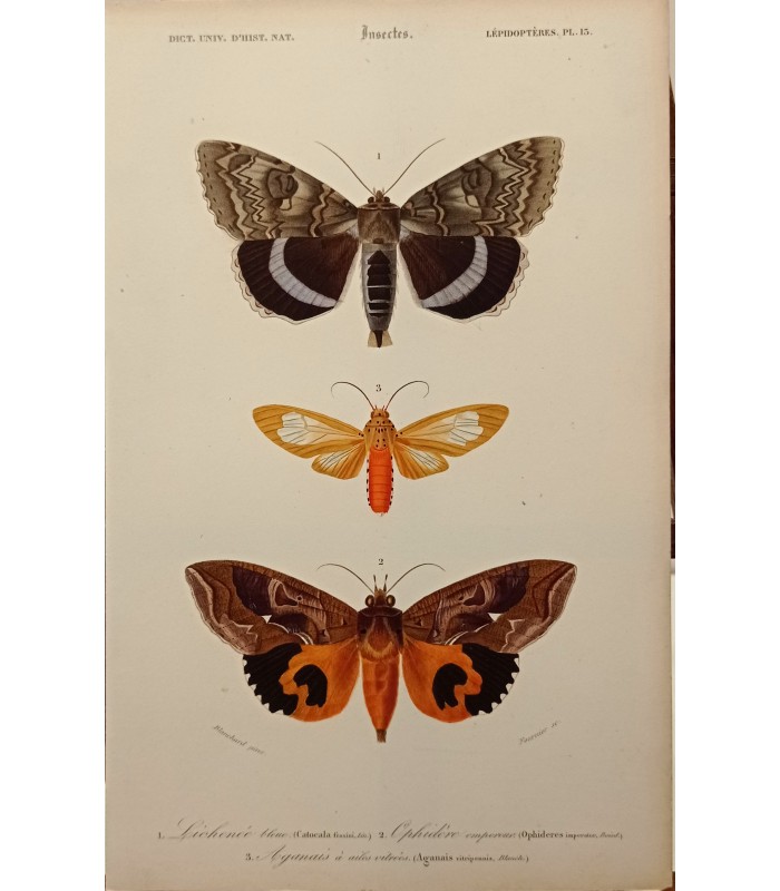 DESSALINES d'ORBIGNY Charles - Dictionnaire Universel d'Histoire Naturelle "Papillons" Lot de 10 Gravures originales