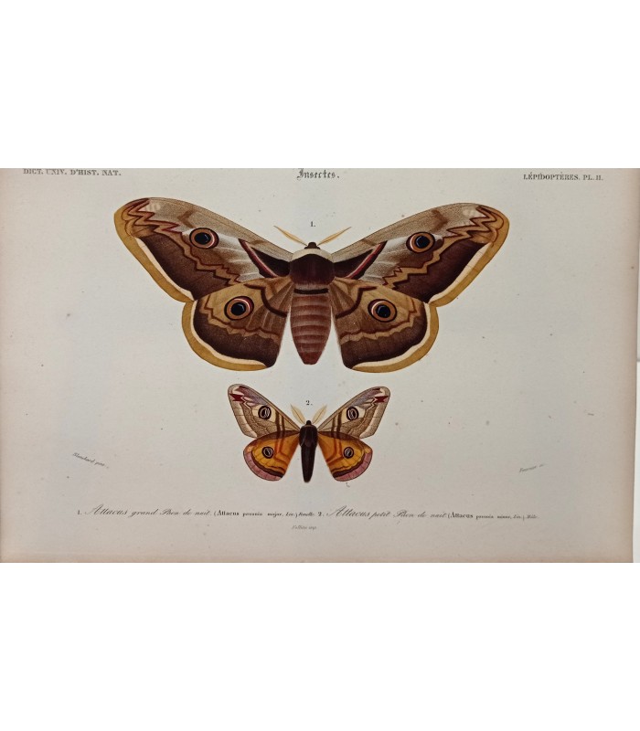 DESSALINES d'ORBIGNY Charles - Dictionnaire Universel d'Histoire Naturelle "Papillons" Lot de 10 Gravures originales