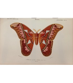 DESSALINES d'ORBIGNY Charles - Dictionnaire Universel d'Histoire Naturelle "Papillons" Lot de 10 Gravures originales