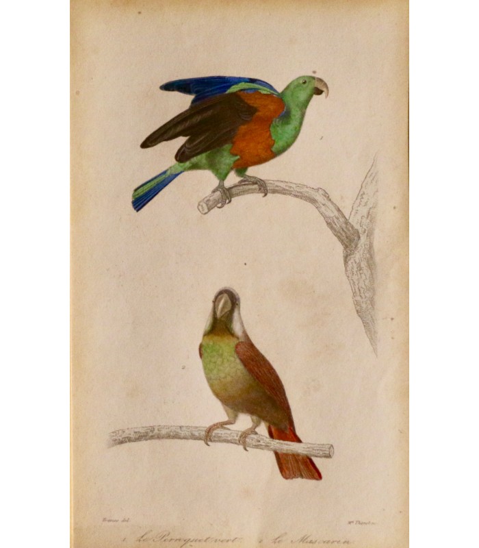 TRAVIES Edouard - PRÊTRE Jean-Gabriel  "Oiseaux" - 2 gravures originales rehaussées.
